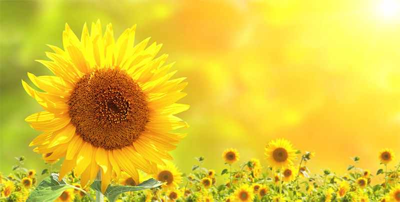 KU Creates: Folk Art Sunflowers by Committee