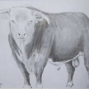 Drawing - 749 Bull - pencil drawing of large bull with horns