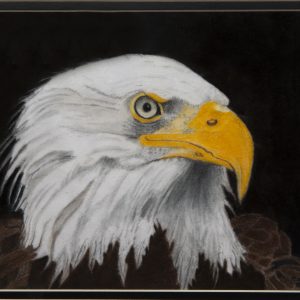 Drawing - Eagle Eye - Drawing in color of Eagle head
