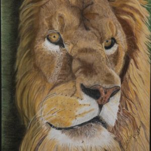 Drawing - His Majesty the King - Drawing in color of mature male lion