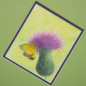 Drawing - Thistle and Friend - drawing in color of purple thistle with yellow butterfly on it