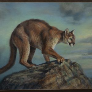 Drawing - The Lookout- drawing in color of mountain lion on large rock