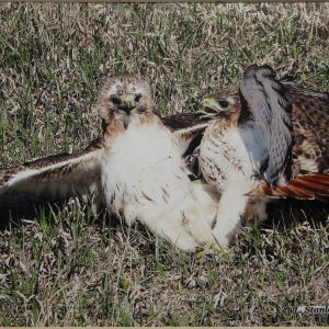 Photography - A Tussled Landing - photograph of two young birds that appear to have landed on one another with wings outstretched.