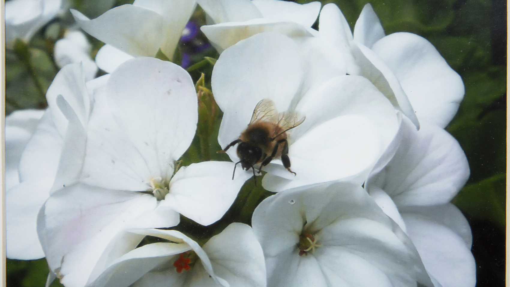Photography - Bee on Geranium - photograph of white geranium's with a bumble bee on the petals of the flowers.
