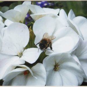 Photography - Bee on Geranium - photograph of white geranium's with a bumble bee on the petals of the flowers.