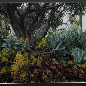 Photography - Eden - photograph of a large succulent plants in a garden with a large unique tree in the center.