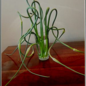 Photography - Gardens Grace - photograph of long green onion plants in a glass vase that are twirling over and around each other.