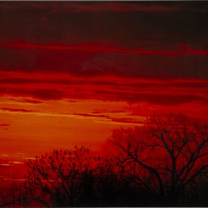 Photography - Greeting the Morning - photograph of the moring sky in a deep orange and red showing through the trees with birds perched on the limbs.