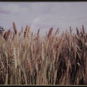 Photography - Last Harvest - photograph of mature golden wheat stalks and heads with the beautiful blue sky in the background.