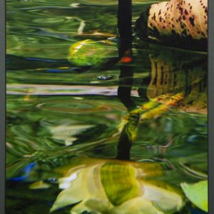 Photography - Miss Lily of the Pond - photograph of green and yellow lillies under the water in a pond.