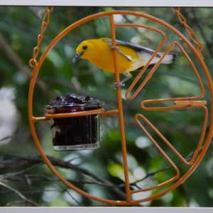 Photography - Prothonotary - photograph of beautiful vibrant yellow colored bird on an orange wire feeder eating what appears to be a purple jelly substance.
