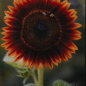 Photography - Red Sunflower - photograph of a beautiful red/orange sunflower with two bugs on the seeds in the center.