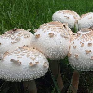 Photography - In Your Yard - photograph of approximately 7 white mature mushrooms of varying sizes growing side-by-side in the grass.