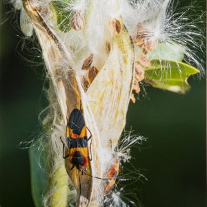 Photography - Milkweek Explosion - photograph of a bright green milkweed in full bloom with its white fuzzy silk exposed from the pod with two bright orange and black beetles on the plant.